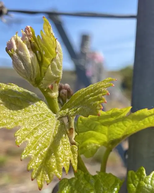 Bourgeon de vigne qui s'ouvre au printemps, premières feuilles vert tendre