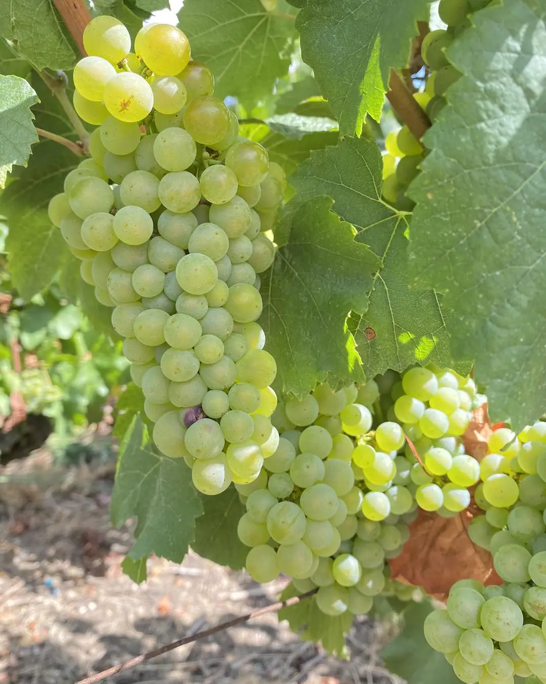Grappes de raisin blanc dorées, mûres, entre les feuilles de vigne