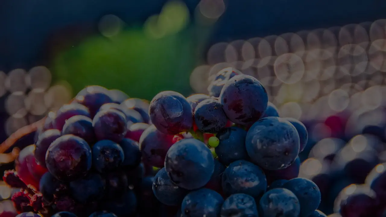 Gros plan de grappes de raisin noir sur un fond flou et lumineux