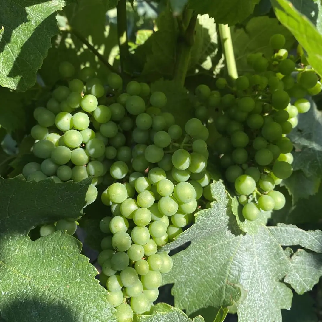 Jeunes grappes de raisin vert, serrées dans le feuillage