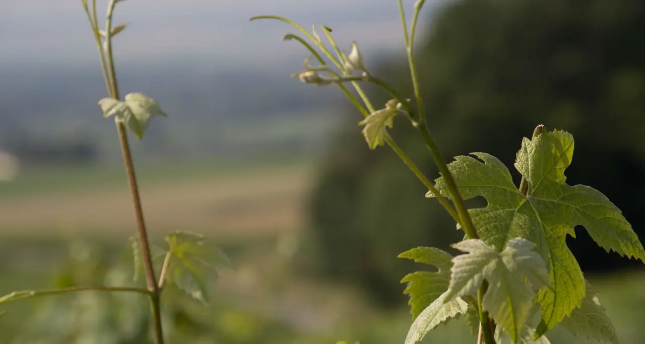 Jeunes rameaux de vigne à contre-jour, paysage flou à l'arrière-plan