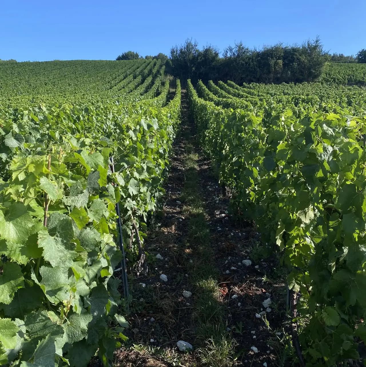Rangs de vigne qui montent vers un bosquet sous un ciel bleu