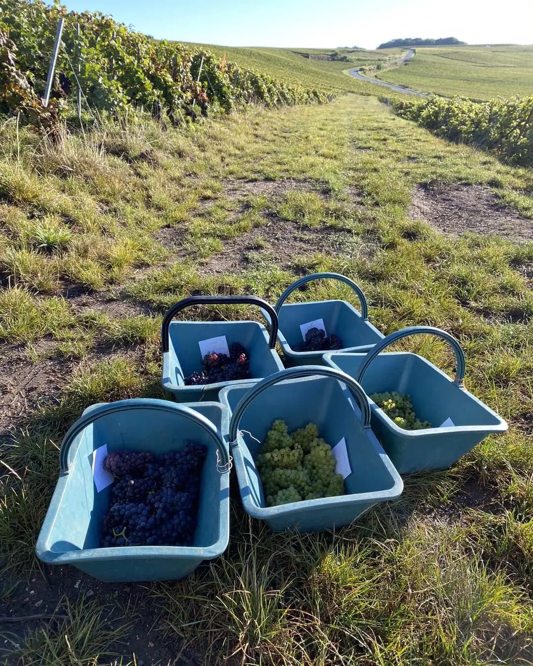 Cinq seaux de vendange dans l'herbe d'un chemin de vigne, remplis de raisins noirs et blancs