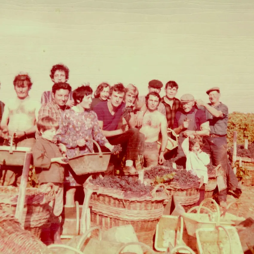 Photo de famille ancienne : une quinzaine de vendangeurs posent derrière des paniers d'osier remplis de raisin