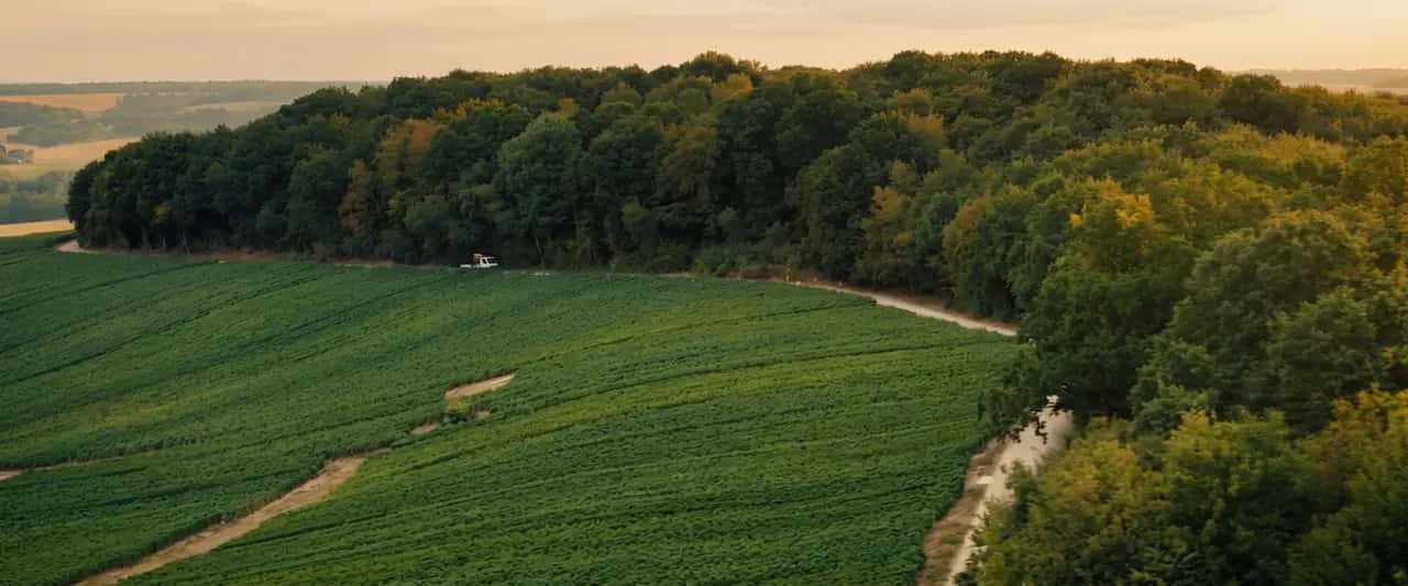 Vue aérienne d'un coteau de vignes bordé par une forêt, un chemin de terre le long de la lisière, en lumière dorée