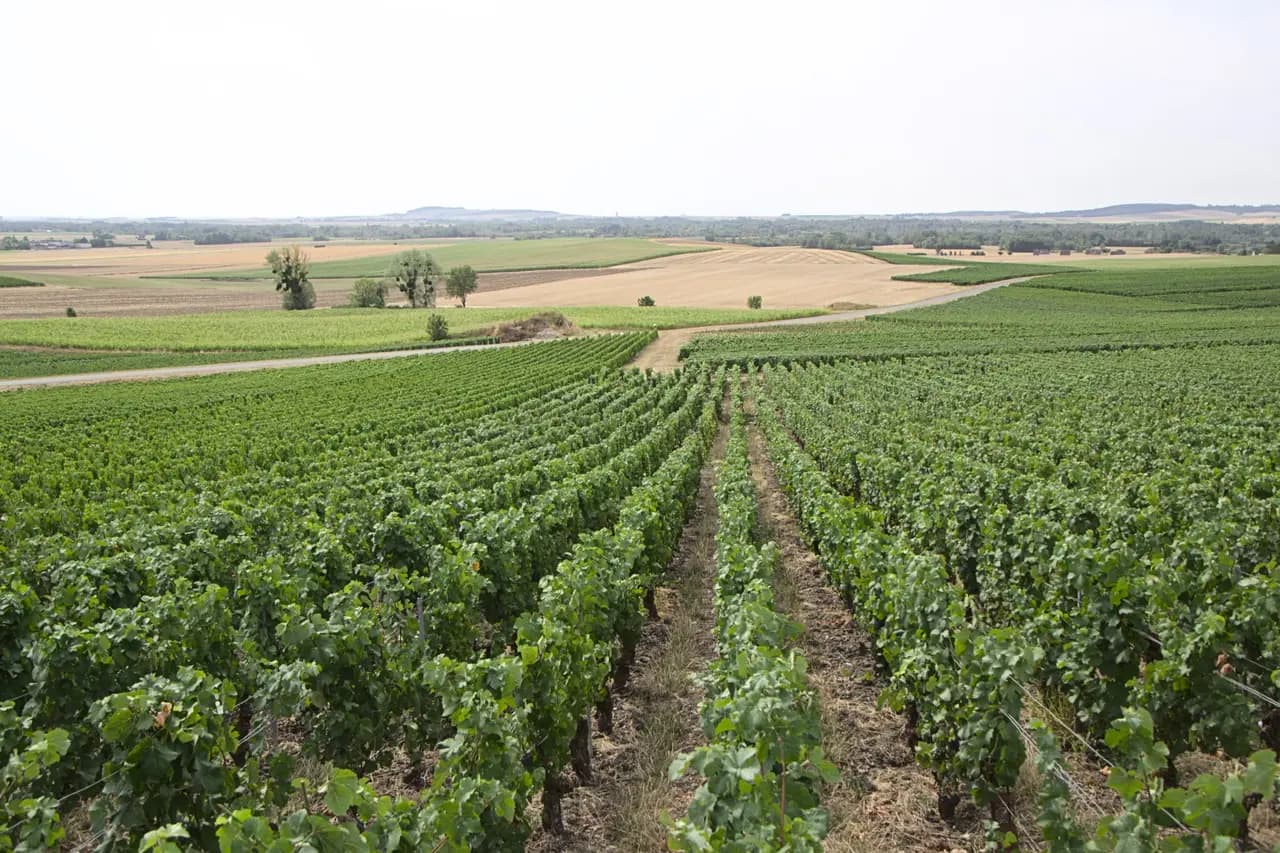 Rangs de vigne en pente douce, chemin de terre et champs moissonnés jusqu'à l'horizon